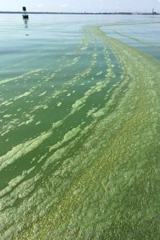 photo of an algal bloom in the Fox River, WI