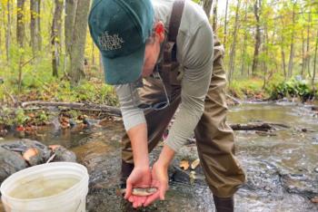 A man releasing a small brook trout back into a northern Wisconsin stream.