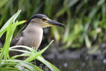 photo of a marsh bird.