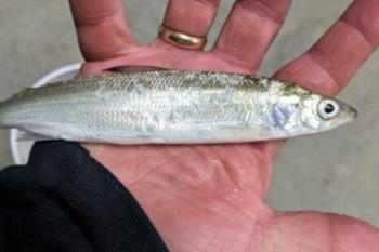 photo of a cisco fish laying in a person's hand.