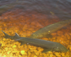 Photo of Lake Sturgeon at the bottom of a wetland.