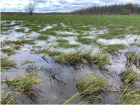 Restoration site in 2020, during the first growing season (Photo credit: Stantec, Inc.)