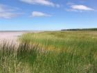 Lake Huron Marsh (Credit: Michigan Sea Grant)