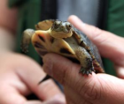 Blanding’s turtle- USFWS