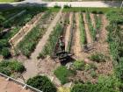 Urban farm with rows of crops, located in Fort Wayne