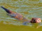 An American mink (Mustela vison) shown swimming in the water. Image Credit: Brady Dillsworth/New York State Department of Environmental Conservation