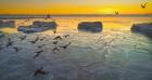 Mallard ducks over Lake Michigan. (Credit: National Fish and Wildlife Foundation)