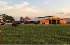 Cows grazing at Brey Cycle Farm.