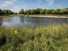 Native vegetation growing on the banks of the Milwaukee River.