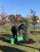 Person planting a tree