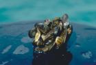 Image of many zebra mussels clinging to a rock 