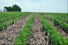 Example of a no till farm.