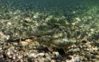 Three hatchery-reared lake trout located in a body of water. 