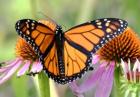 An orange and black butterfly 