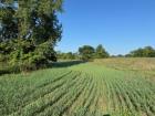 A harvestable buffer crop field features rows of greenery 
