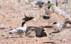 Common Terns (Sterna hirundo) nesting on Interstate Island. (Credit: Natural Resources Research Institute – University of Minnesota Duluth/K. Rewinkel)